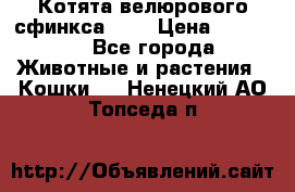 Котята велюрового сфинкса. .. › Цена ­ 15 000 - Все города Животные и растения » Кошки   . Ненецкий АО,Топседа п.